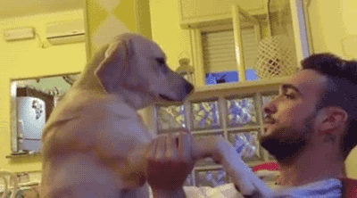 每次多玩一小会儿电脑,立马有狗摔电脑不干了.