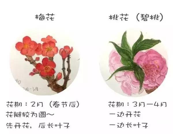 清明去踏春,桃花樱花梅花杏花傻傻分不清楚?