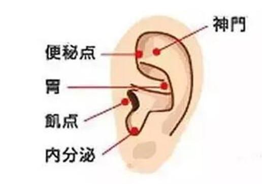 位置:约在耳朵中央 功效:促进消化酶分泌,减少腹部脂肪.