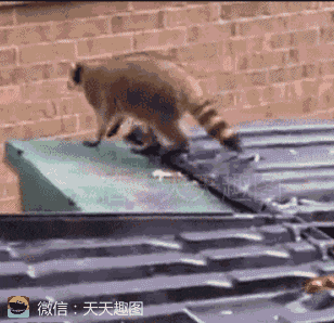 爆笑gif图:女兵投弹训练失误,吓得男兵炸了窝