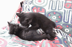 猫咪打架,场面一度控制不住,铲屎的已经鼻血直流!