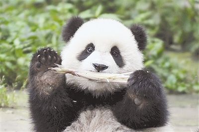 疯狂猜成语熊猫鸡嘴牛_疯狂动物城熊猫(3)