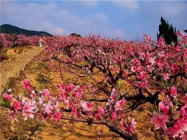 遵化桃花山