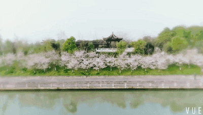 每年3月下旬,4月上旬 是鸡鸣寺樱花盛开的时候 鸡鸣寺路两旁都是樱花