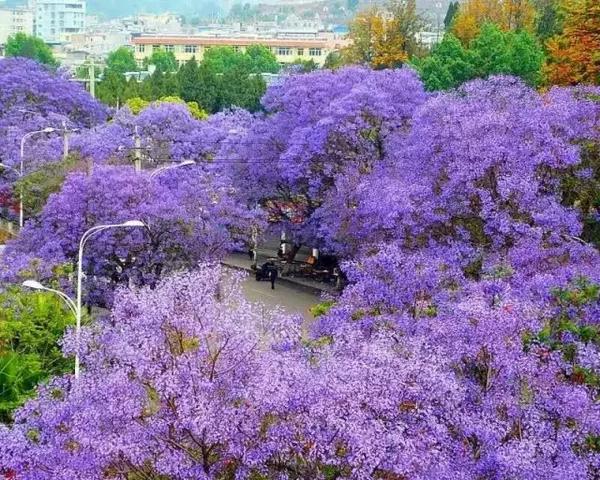 航天北路差不多50年树龄的参天大树, 文汇路上紫色的花儿和绿叶交互
