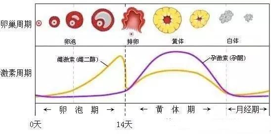 黄体期孕酮低