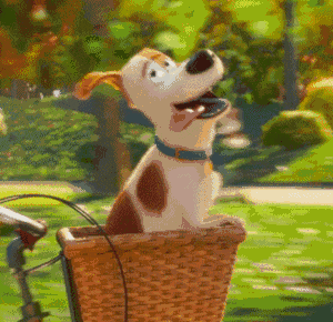 天干物燥 小心狗闹,专治怀柔小动物?