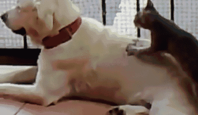 天干物燥 小心狗闹,专治怀柔小动物?