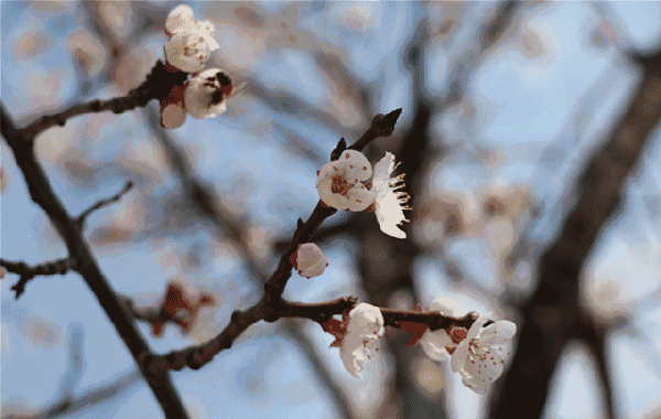 清明假期第一天:淄川春和景明游人如织