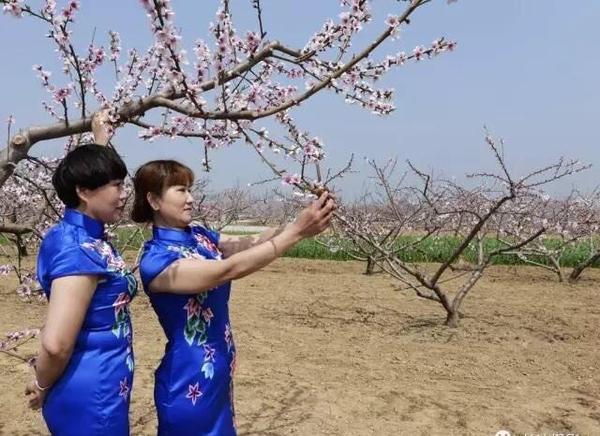 山东省单县终兴镇第二届桃花节暨乡村旅游活动启幕