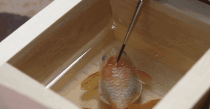 15年匠心制造,这个日本艺术家笔下的金鱼,竟然是