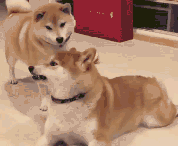 《未满十八岁禁止关注》搞笑gif合集-八十三期-笑话