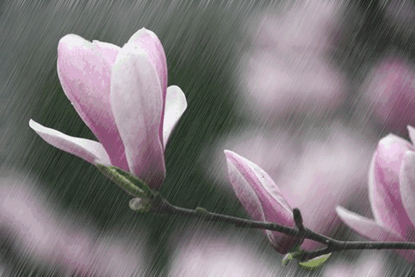 黄庭坚《清明》 佳节清明桃李笑,野田荒冢自生愁.