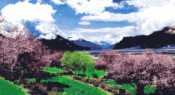 汉服体验,古风集市 万亩桃花竞相绽放 缤纷多彩 3.