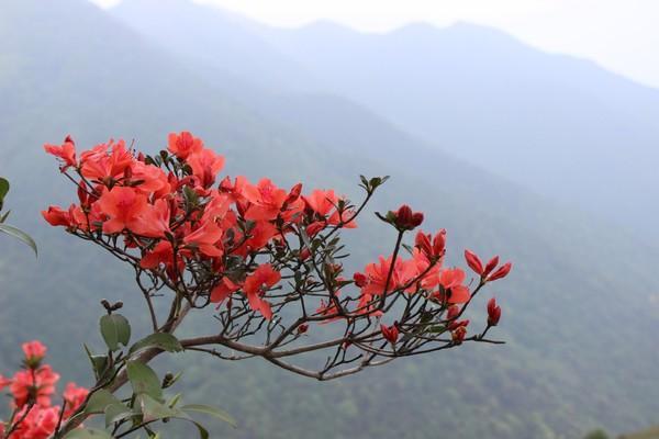 杜鹃花(也叫映山红)