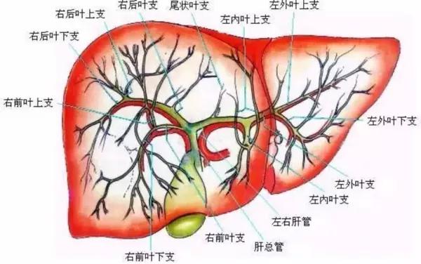 第一肝门肝脏超声8个标准切面门静脉工字型详解