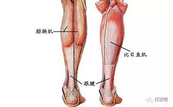跟腱,是人体最大的一条肌腱 俗称"脚筋" 走路,跑跳都要靠它 虽然跟腱