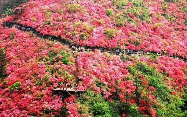 木兰云雾山最佳观赏杜鹃花的地点是"十里花山".