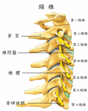 七节颈椎可能产生症状及影响人体部位