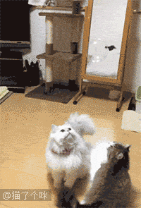 5000张成精,蠢萌,蛇精病喵星人动态图, 关注猫了个咪(公众号:maolegm)