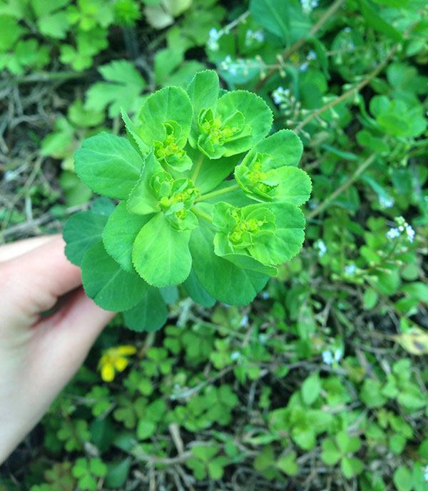 农村3种普通野草,却有很好的抗癌功效