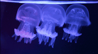 免费门票送!送!送(最新领票攻略)