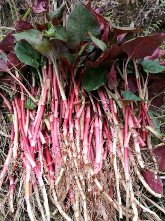 舌尖上的"神仙野菜,城里人表示很羡慕