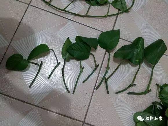 6米长的绿萝全剪断,一堆叶子来扦插,不用管都能活!