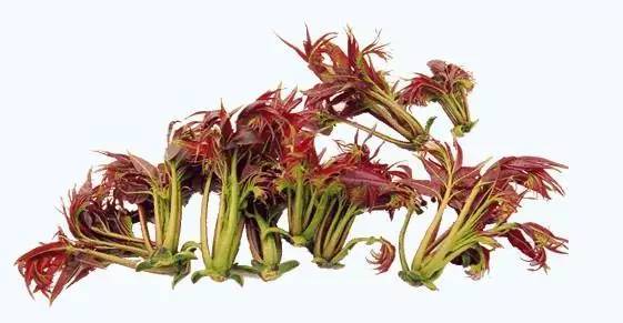 椿楸简谱_大鱼海棠椿楸(3)