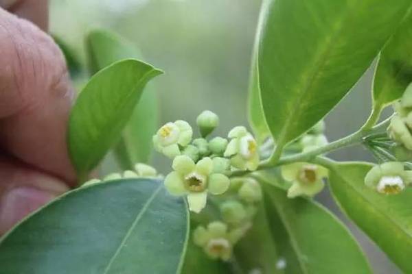 沉香叶子和花朵可以加工为沉香茶,沉香茶能起到活气通血,调节人体中的