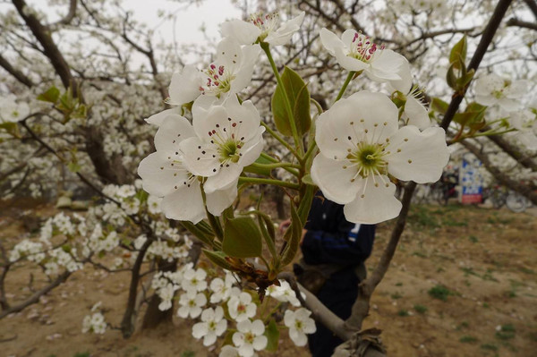 赵县"梨花节"将您带入银白世界,花的海洋,万顷梨园,繁花如雪,二十里