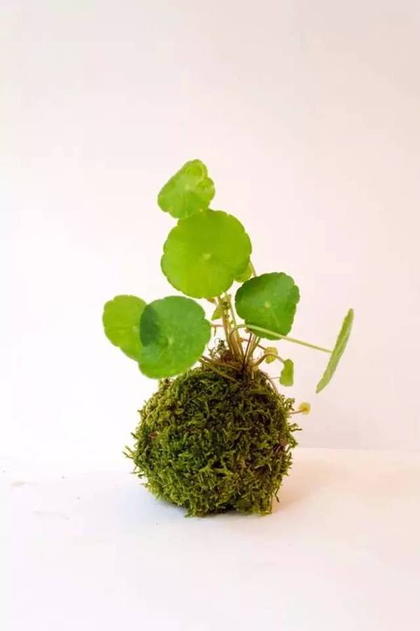 植物种植方法有哪几种 a2hgq12526925489873.jpeg