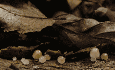 【吃货涨姿势】春意盎然万物生长,发物不能多吃!