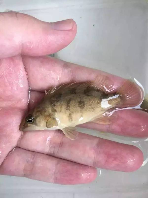 常见淡水鱼鱼苗介绍,鲤鱼竟然不在四大家鱼之列?