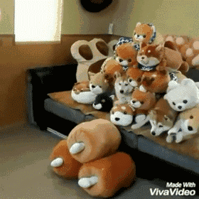 这位网友家里只养了两只柴犬,但生活却异常的热闹