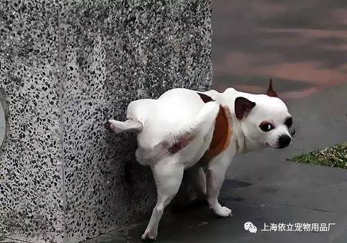 a4qdk40365743261542.jpeg