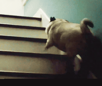 如果说哈士奇属性犯二,那巴哥就承包了所有魔性!