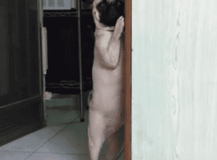 如果说哈士奇属性犯二,那巴哥就承包了所有魔性!