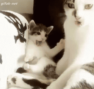 搞笑gif:哈哈卧槽,这演技简直成精了!