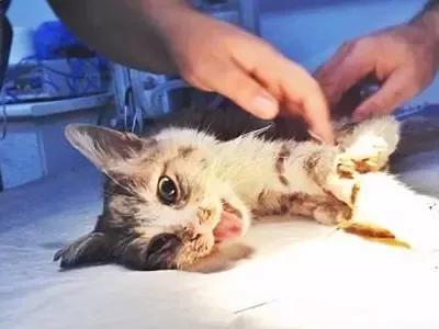 公猫做完绝育刚回家,被老婆一巴掌扇飞了!