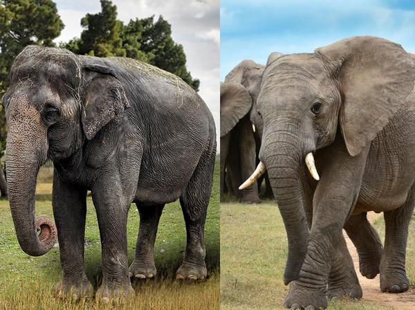 小知识 非洲象 vs. 亚洲象