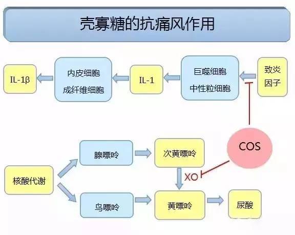 壳寡糖的抗痛风作用