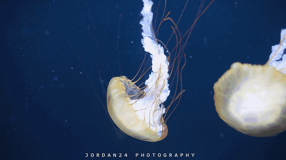 在这里,还有五彩斑斓的珊瑚礁展示窗,360度展示海洋世界的梦幻