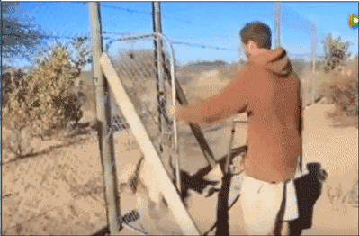 如果用一个动作来诠释动物与人们之间的感情,那就用拥抱吧!