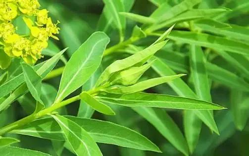 又名大戟,龙虎草,天平一枝香,为大戟科植物大戟euphorbiapekinensis