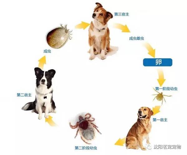 几种常见的体外寄生虫