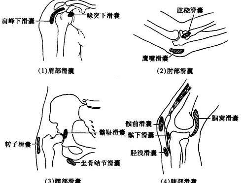 髌骨滑囊位于皮肤与髌骨及髌韧带之间,覆盖于髌骨下半部和髌韧带的上