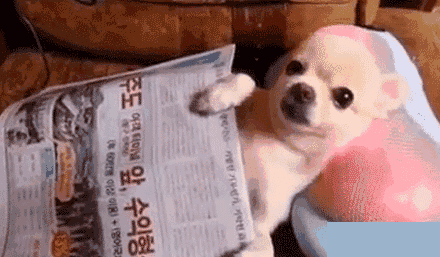 汪星人在哪里买的舒服不