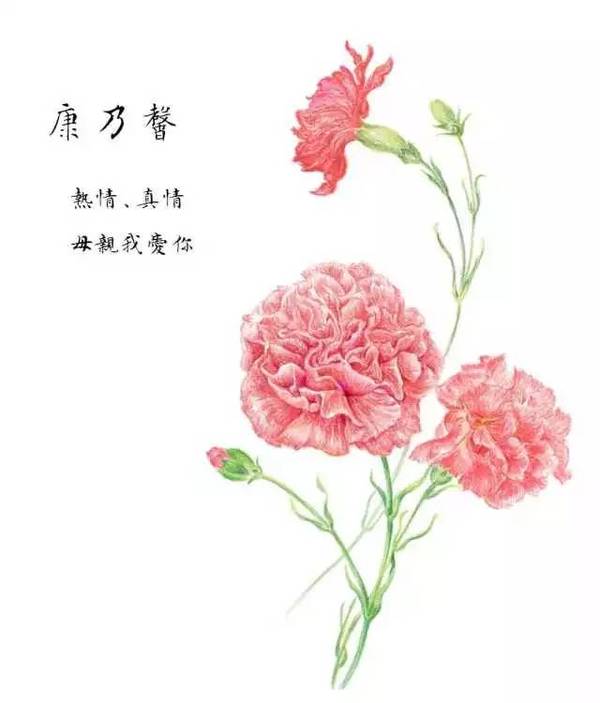 同的花儿赋予给不同的节日 而属于母亲的节日,却不仅仅只有一朵康乃馨