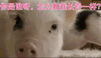 庖丁解猪 | 猪哪个部位最好吃?